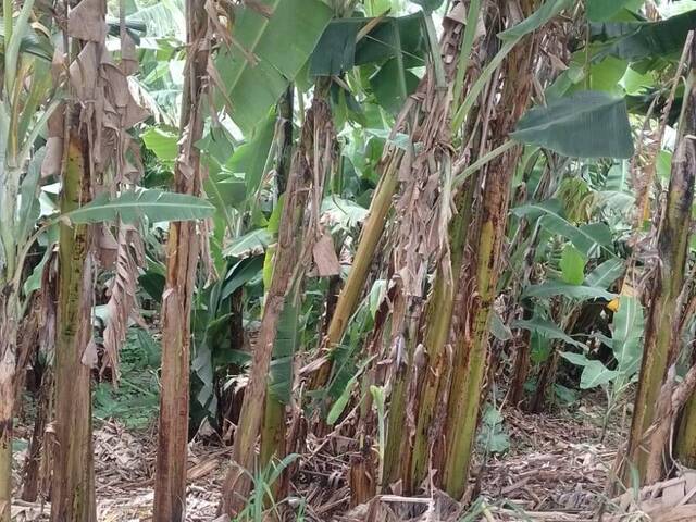 Terreno à Venda para Venda em São Roque - 5