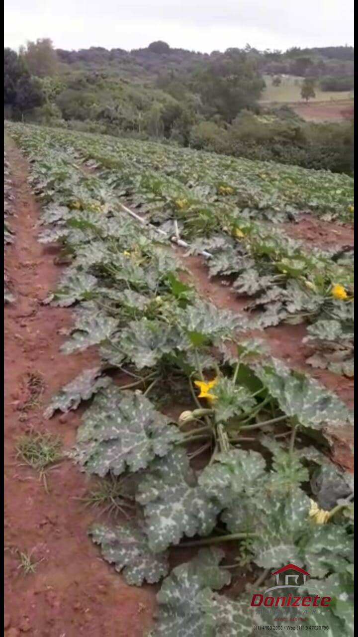 Fazenda para venda - Sarapui dos Luz / Piedade